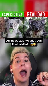 Animales Mojados Que Dan Mucho Miedo 😱