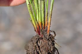 Image result for Cyperus ruwenzoriensis