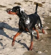 Doberman Pinscher Dog Breed Pictures Page 4