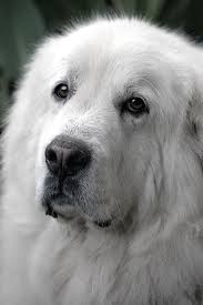Black And White Great Pyrenees Like Oley Girls Great Pyrenees Dog Great Pyrenees Pyrenean Mountain Dog
