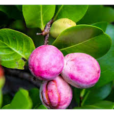 Image result for Chrysobalanus icaco