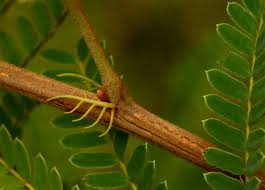 Image result for Peltophorum africanum