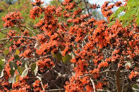 Image result for Erythrococca kirkii