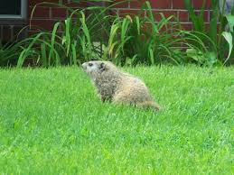 Speaking of groundhog day, find out the origins of that funny holiday and some folklore surrounding groundhogs and weather. How To Get Rid Of Groundhogs Woodchuck Facts Photos Info