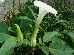 Image result for Datura inoxia