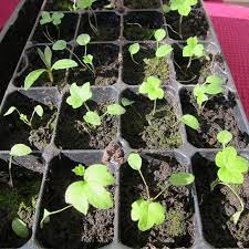 Delphinium Seedlings Delphinium Flowers Flower Seedlings Delphinium Plant