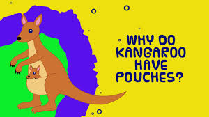 Children will love reading the crazy, cool, strange, weird, odd and funny information as well as did you know facts and other interesting animal info that will help them learn a learning about animals is great fun. Why Do Kangaroos Have Pouches Interesting Facts About Animals For Kids Youtube
