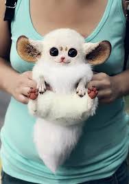 Inari Foxes Oh My Gosh Cutest Thing Ever It Is Pets Animals Cute Animals Animals Funny Animals