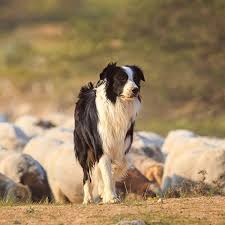 How big are collie puppies? Border Collie Pdsa