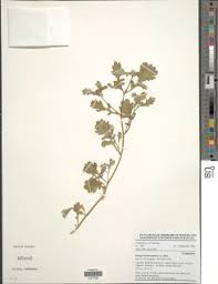 Image result for Launaea rogersii