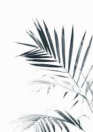 Just print and display these wall art printables. Palm Leaves Palm Trees Wallpaper White Art Palm Tree Photography