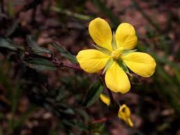 Image result for Ludwigia leptocarpa