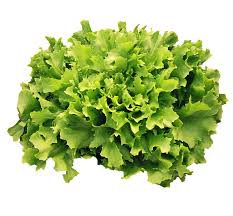 Check spelling or type a new query. Andewi Salad Endives Sayur Gambar Gratis Di Pixabay