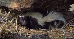How To Get Rid Of Skunks Natural Non Lethal Methods Predator Guard Predator Deterrents And Repellents