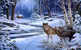 Tierbilder wolf hintergrundbild ausgestopftes tier wilde hunde weiße wölfe wölfe in deutschland hundearten verliebte wölfe wolf bilder. Tiere Hintergrundbilder