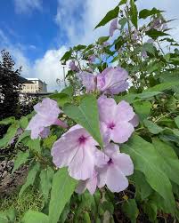 Image result for Ipomoea carnea