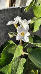 Image result for Cordia goetzei