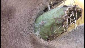 ⁣ ⁣ august 10th is #worldlionday. Camels Vs Cactus Ø¬Ù…Ù„ Youtube