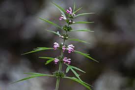 Image result for Leonurus japonicus