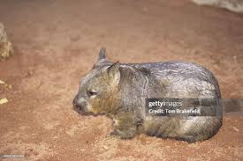Image result for Southern hairy-nosed wombat