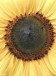 Close Up Of A Sunflower Free Image By Rawpixel Com Megan Rogers Sunflower Photography Art Inspiration Close Up Photography