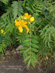 Image result for Senna sophera