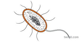 From the outermost layer of the cell wall, these layers are identified as the middle lamella, primary cell wall, and secondary cell wall. Bacterial Cell Cell Wall Science Cell Diagram Beyond 1 Illustration Twinkl