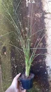 Image result for Elionurus muticus