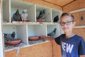 Ils Communiquent Par Pigeons Voyageurs