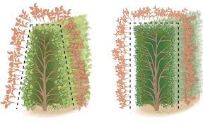 So Gelingt Der Heckenschnitt Pflanzen Gartentipps Und Schnittchen