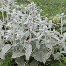 Image result for Stachys
