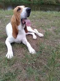 Image result for švycký honič