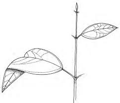 Image result for Tannodia swynnertonii