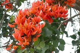 Flame Of The Forest Tree Seeds Flame Tree Planting Flowers