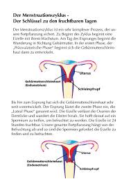 Calameo Menstruationszyklus Und Periodenblutung