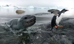Picked up trask's penguin guide to punctuation in oxford uk this july, read it on the flight home and am already using it for executive english improvement classes. Happy Feet Panic Saves Penguin World News Express Co Uk