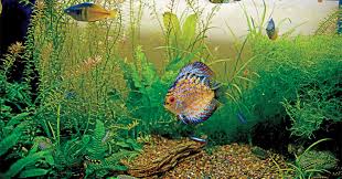 The best substrate for planted tanks reviewed in 2021. How To Set Up A Planted Aquarium
