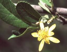 Image result for Grewia forbesii