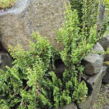 Image result for Hedera