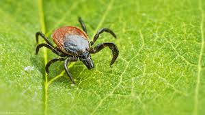 Denn zecken mögen es feucht und kühl. Zecken Im Garten Infos Und Bekampfung