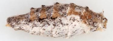 Image result for Eupithecia subumbrata