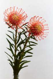 Image result for Leucospermum