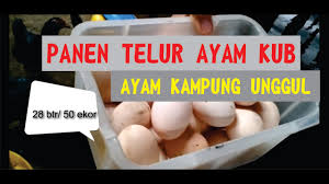 Indukan ayam kub perlu dibuat kandang khusus, agar telur yg dihasilkan persentase kepertilannya tinggi. Panen Telur Ayam Kub Part 2 Telur Ayam Kub Melimpah Youtube