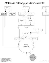 Biochemistry Tests For Food Macromolecules Lipid Image From Http Ketopia Com Wp Content Uploads 2012 12 Metabolic Pathways Png Carbohydrates Biology Protein Metabolism Biochemistry Notes