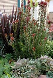 For zone 7, which stretches from virginia through tennessee and oklahoma to northern arizona, the winter temperature ranges from 0 to 20 degrees fahrenheit. 52 Best Plants For Southern California Ideas Plants Garden Plants Garden