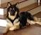 Border Collie Dutch Shepherd Husky Mix