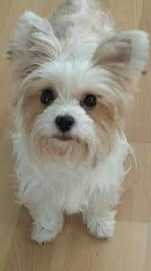 Satin Parti Snowy White Joey Yorkshire Terrier Parti Color Yorkshireterrier
