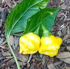 Image result for Capsicum baccatum