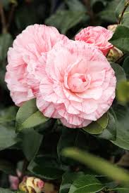 Image result for Camellia japonica