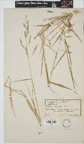Image result for Eriochloa fatmensis